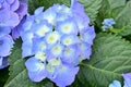 beautiful puple hydrangea flower in the garden, nature background