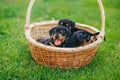 Beautiful puppies of the Dachshund breed in the summer grass
