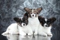 Beautiful puppies on gray background Royalty Free Stock Photo