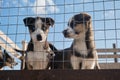 Beautiful puppies littermates. Blue eyed Alaskan Husky puppies sitting in aviary behind net on warm sunny day. Abandoned