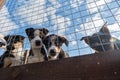 Beautiful puppies littermates. Blue eyed Alaskan Husky puppies sitting in aviary behind net on warm sunny day. Abandoned