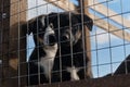 Beautiful puppies littermates. Blue eyed Alaskan Husky puppies sitting in aviary behind net on warm sunny day. Abandoned