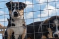 Beautiful puppies littermates. Blue eyed Alaskan Husky puppies sitting in aviary behind net on warm sunny day. Abandoned