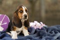 The beautiful puppy of Basset hound with sad eyes and long ears Royalty Free Stock Photo