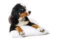 Beautiful puppy bernese mountain dog on a white pillow on a white background.