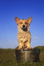 Beautiful puppy dog corgi washes and cools in a metal trough outside in the grass funny stretching out the face and big wet ears