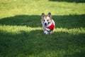 Beautiful puppy dogs a red Corgi runs across the green grass in a summer Sunny garden with his tongue out Royalty Free Stock Photo