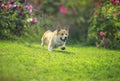 Beautiful puppy dogs a red Corgi runs quickly along a green path in a summer blooming garden with his tongue hanging out
