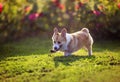 Beautiful puppy dogs a red Corgi runs quickly through the green grass in a summer blooming garden raising its short legs high Royalty Free Stock Photo