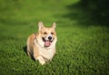 Beautiful puppy dogs a red Corgi runs quickly through the green grass in a summer Sunny garden with his tongue hanging out Royalty Free Stock Photo