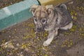 Portrait of a little lost puppy grey color 8907.