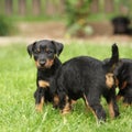 Beautiful puppy of German Hunting Terrier Royalty Free Stock Photo