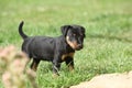 Beautiful puppy of German Hunting Terrier Royalty Free Stock Photo