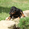 Beautiful puppy of German Hunting Terrier Royalty Free Stock Photo