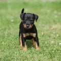 Beautiful puppy of German Hunting Terrier