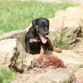 Beautiful puppy of German Hunting Terrier Royalty Free Stock Photo