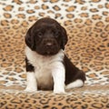 Beautiful puppy of Kleiner Munsterlander Vorstehhund Royalty Free Stock Photo