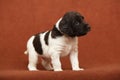 Beautiful puppy of Kleiner Munsterlander Vorstehhund Royalty Free Stock Photo