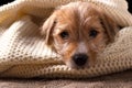 Beautiful puppy lying on a cozy knitted sweater