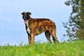 Beautiful puppy of russian borzoi dog Royalty Free Stock Photo
