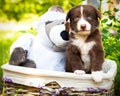 A beautiful puppy sits in a basket with toys in the park in the green grass. Royalty Free Stock Photo