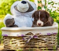 A beautiful puppy sits in a basket with toys in the park in the green grass. Royalty Free Stock Photo