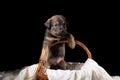 A beautiful puppy in a wicker basket on a white blanket. Studio photo on a black background