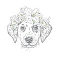 Beautiful puppy in a wreath of flowers. Cute Dalmatians. Vector illustration. Dog and lilies.