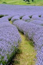 Beautiful puprle lavender rows on a field