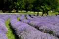 Beautiful puprle lavender rows on a field