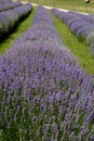 Beautiful puprle lavender rows on a field