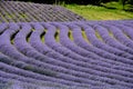 Beautiful puprle lavender rows on a field