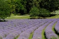 Beautiful puprle lavender rows on a field