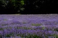 Beautiful puprle lavender rows on a field