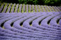 Beautiful puprle lavender rows on a field