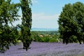 Beautiful puprle lavender rows on a field