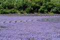 Beautiful puprle lavender rows on a field Royalty Free Stock Photo