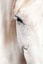 Beautiful pura raza espanola pre andalusian horse Royalty Free Stock Photo