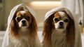 Beautiful Pure Breed cavalier Spaniel dogs