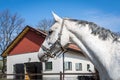 Horse head close up. White speckled horse with grey mane standing in paddock.Thoroughbred horse on stable background and blue sky. Royalty Free Stock Photo