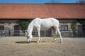 White speckled horse standing in paddock. Thoroughbred horses feeding. Horses eat and drink on stone stable background.