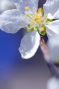 A beautiful, pure, clear, white, blooming peach flower Royalty Free Stock Photo