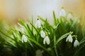 Beautiful pure delicate white flowers of snowdrops bloom among the greenery in early spring. Nature in March Royalty Free Stock Photo