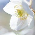 Beautiful pure fragile spring blossom