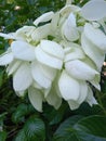 beautiful pure white flowers grow in the Asian region