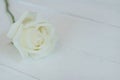 Beautiful pure white fresh rose flower on white background, soft tone valentine concept, copy space Royalty Free Stock Photo