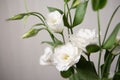 Beautiful pure white Lisianthus flower - White rose-selective focus Royalty Free Stock Photo