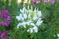 Beautiful Pure White Spiny Spider Flower or Cleome Spinosa Royalty Free Stock Photo