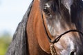 Purebred Arabian horse in a morphological competition