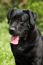 Beautiful purebred black Labrador glistens in the sun